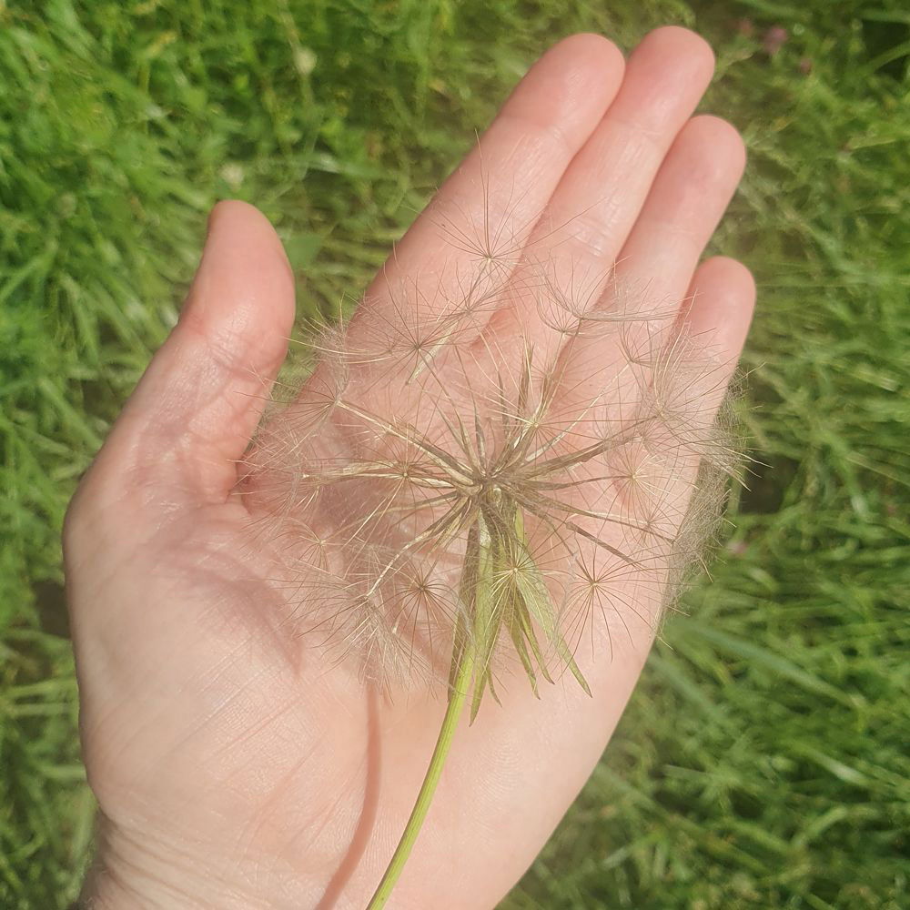 Anzuchtset Riesenpusteblume, gelb