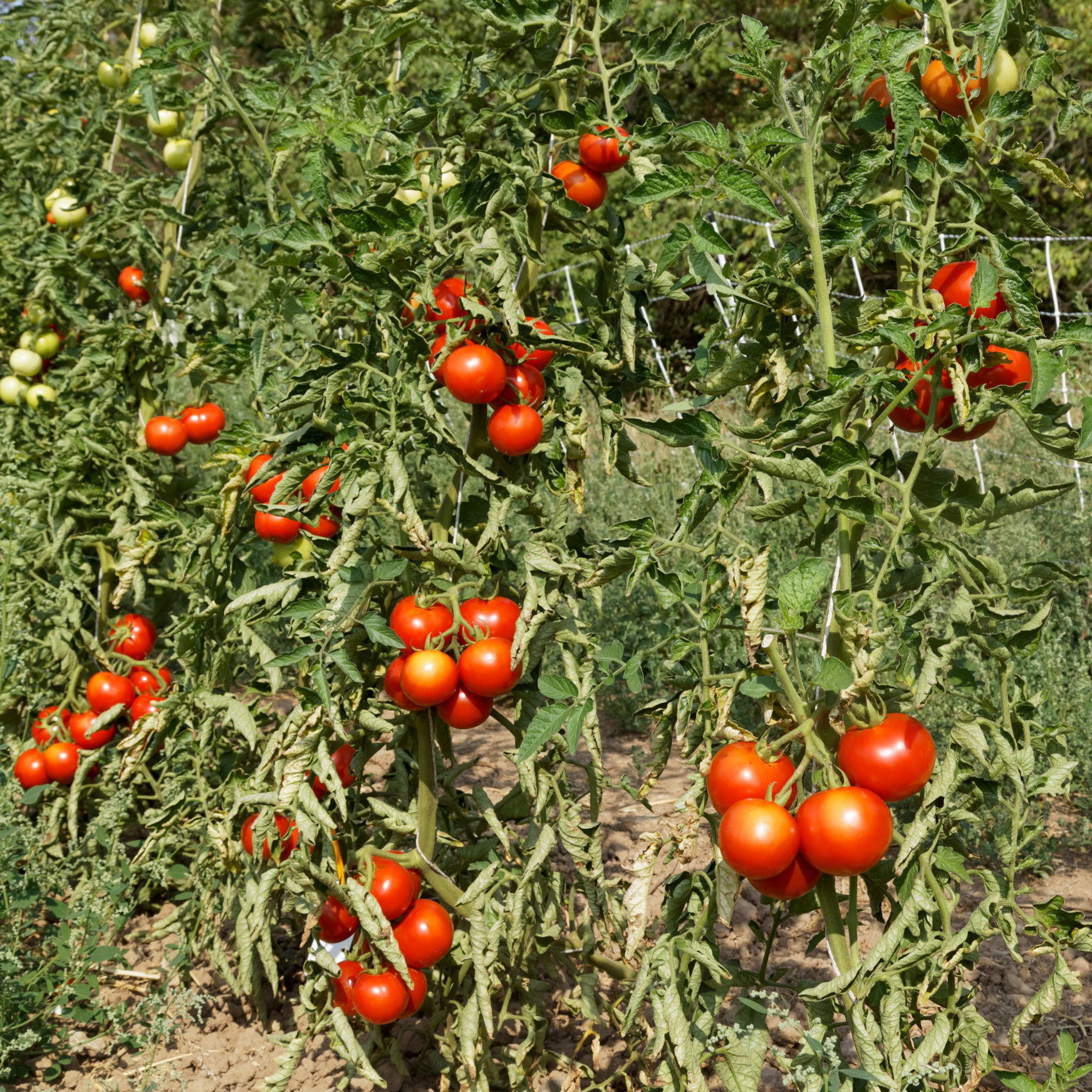 Bella Rondo Bio Tomaten Rondobella _ Tomate Rondobella Samen – VNMD