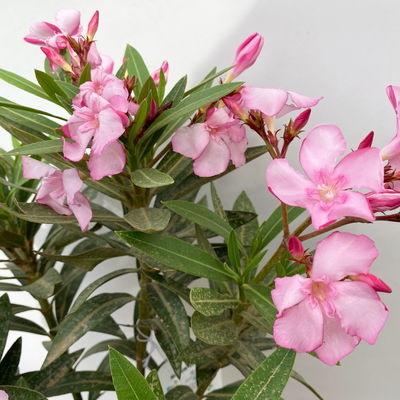 Oleander, Farbe zufällig, Stamm, Topf-Ø 18 cm, Höhe ca. 70