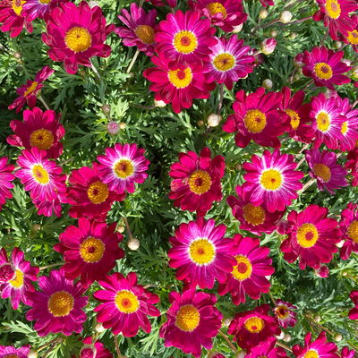 Margerite, rot, Topf-Ø 18/19 cm, 2 Pflanzen Margerite, rot, Topf-Ø 18/19 cm, 2 Pflanzen