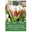 Viridiflora Tulpen 'Flaming Spring / Green', Rot-Weiß, 7 Blumenzwiebeln