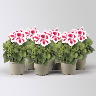 Edelgeranie Bella Donna® 'Don Delgado®', rot-weiß, Topf-Ø 12 cm, 6 Pflanzen