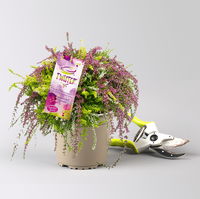 Knospenheide 'Rasta Girls®', überhängend, dreifarbig, Topf-Ø 13 cm, 3 Pflanzen