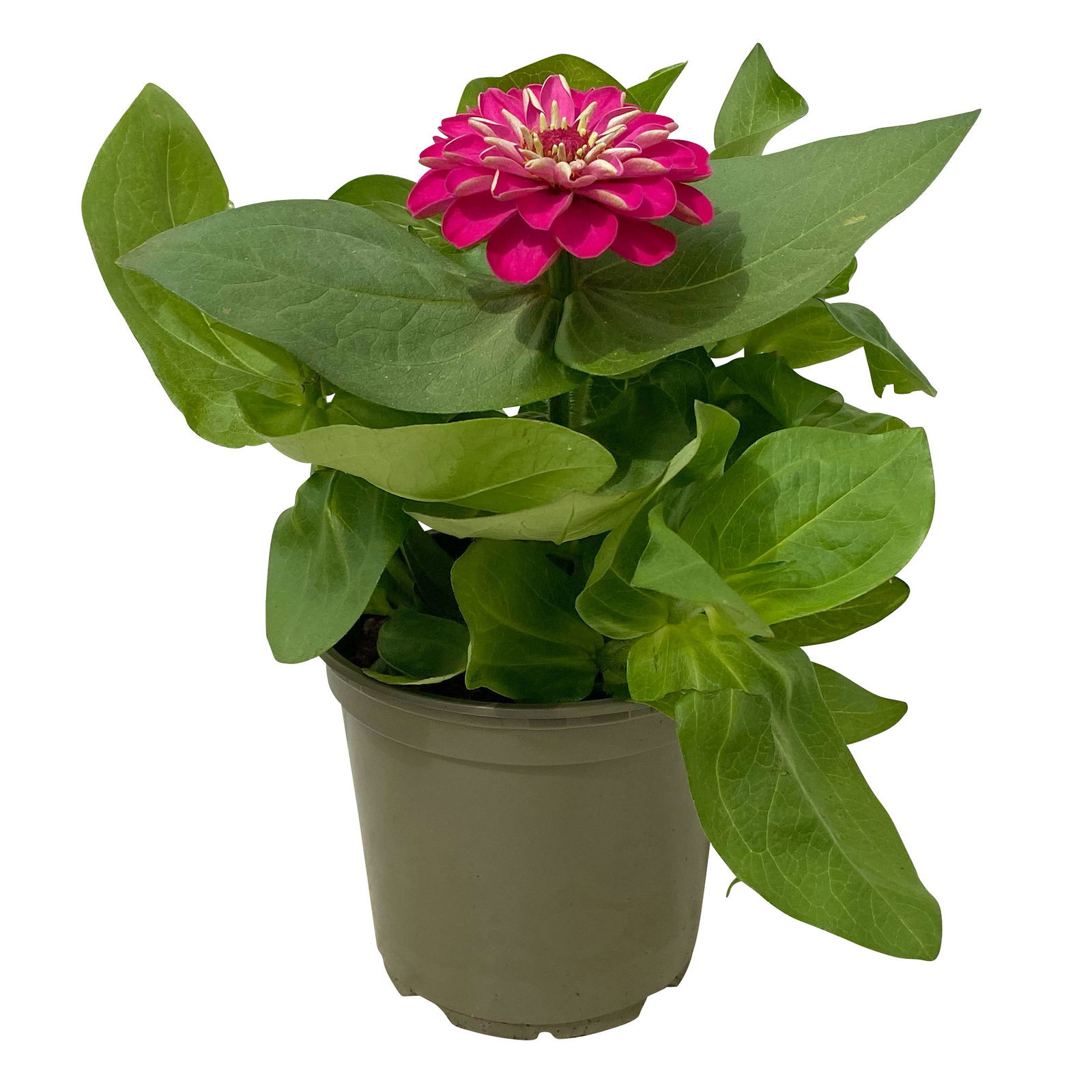 Zinnie, Farbe nach Verfügbarkeit, Topf-Ø 12 cm, 6 Pflanzen