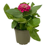 Zinnie, Farbe nach Verfügbarkeit, Topf-Ø 12 cm, 6 Pflanzen