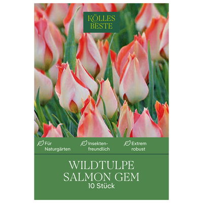 Wildtulpen Batalinii Salmon Gem weiß-lachs, 10 Blumenzwiebeln