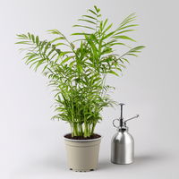 Grünpflanzenkreation 'Tierfreund', Topf-Ø 12 cm, 6 Pflanzen