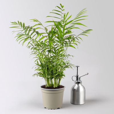 Grünpflanzenkreation 'Tierfreund', Topf-Ø 12 cm, 6 Pflanzen