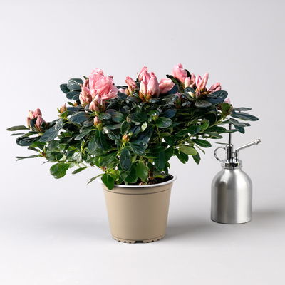 Azalee Hortinno® 'Christine Matton', rosa, gefüllt, Topf-Ø 13 cm, 3 Pflanzen