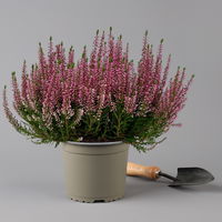 Knospenheide, rosa, Topf-Ø 17 cm, 3er-Set