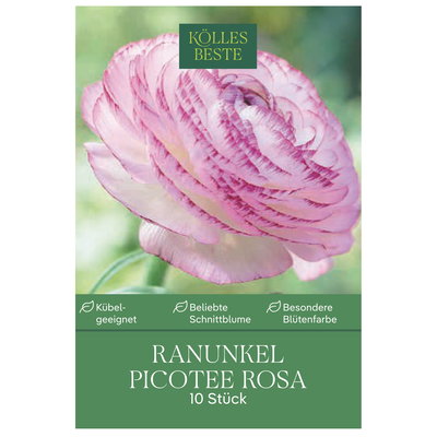 Kölles Beste Ranunkel 'Picotee Rosa', rosa, 10 Blumenknollen