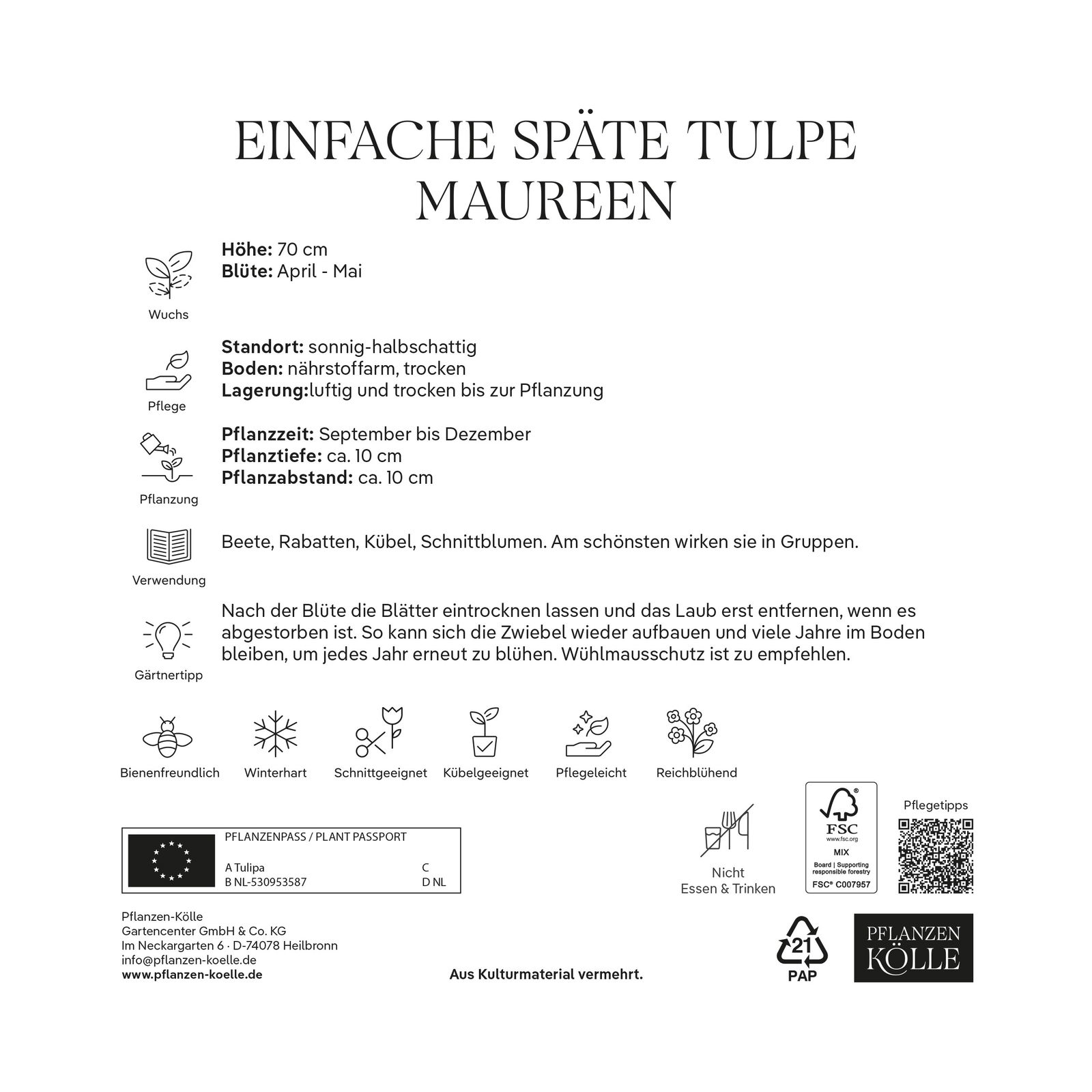 Einfache späte Tulpen Maureen weiß, 7 Blumenzwiebeln