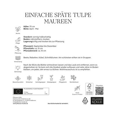 Einfache späte Tulpen Maureen weiß, 7 Blumenzwiebeln