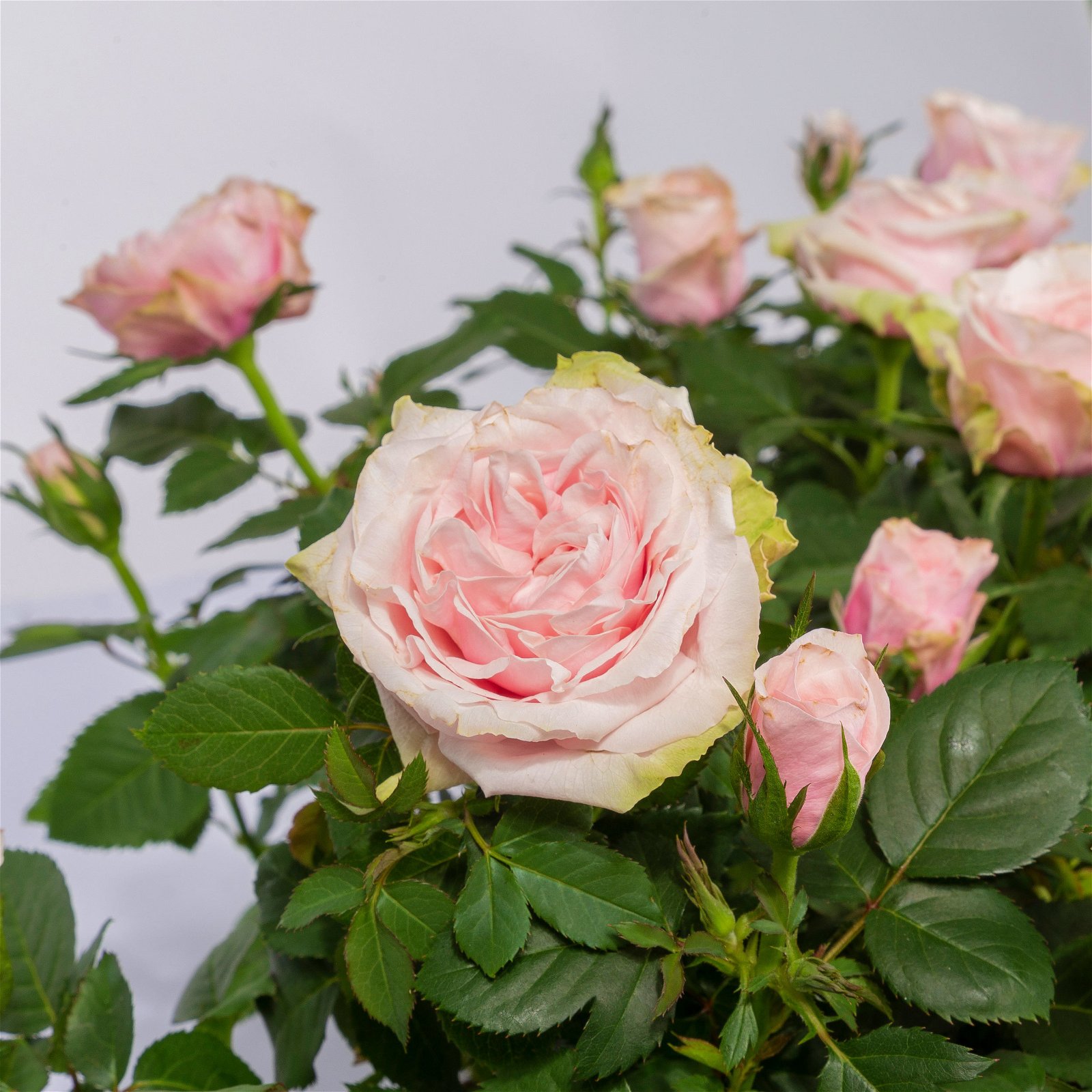 Rose Patio, rosa,  Topf-Ø 13 cm, 6er-Set
