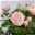 Rose Patio, rosa,  Topf-Ø 13 cm, 6er-Set