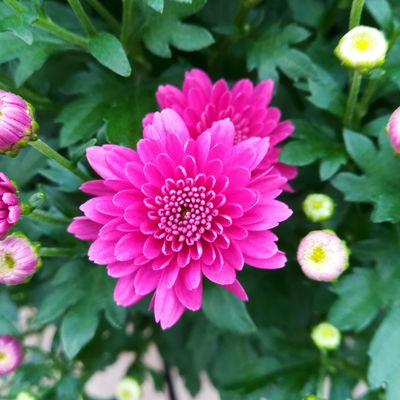 Chrysanthemen, lila, Topf-Ø 19 cm, 3 Pflanzen Chrysanthemen, lila, Topf-Ø 19 cm, 3 Pflanzen