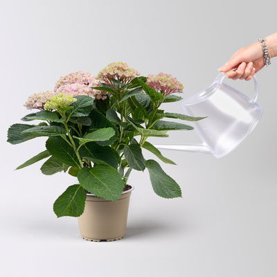 Hortensie 'Magical Revolution®' rosa, Topf-Ø 14 cm, H: 40 cm Hortensie 'Magical Revolution®' rosa, Topf-Ø 14 cm, H: 40 cm