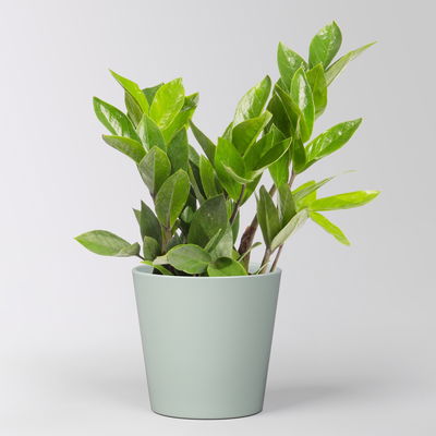 Glücksfeder inkl. Übertopf 'Dallas' gletscherblau, Topf -Ø 12 cm