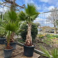 Washingtonia robusta, Stamm, Topf 65 Liter, Höhe ca. 180-200 cm