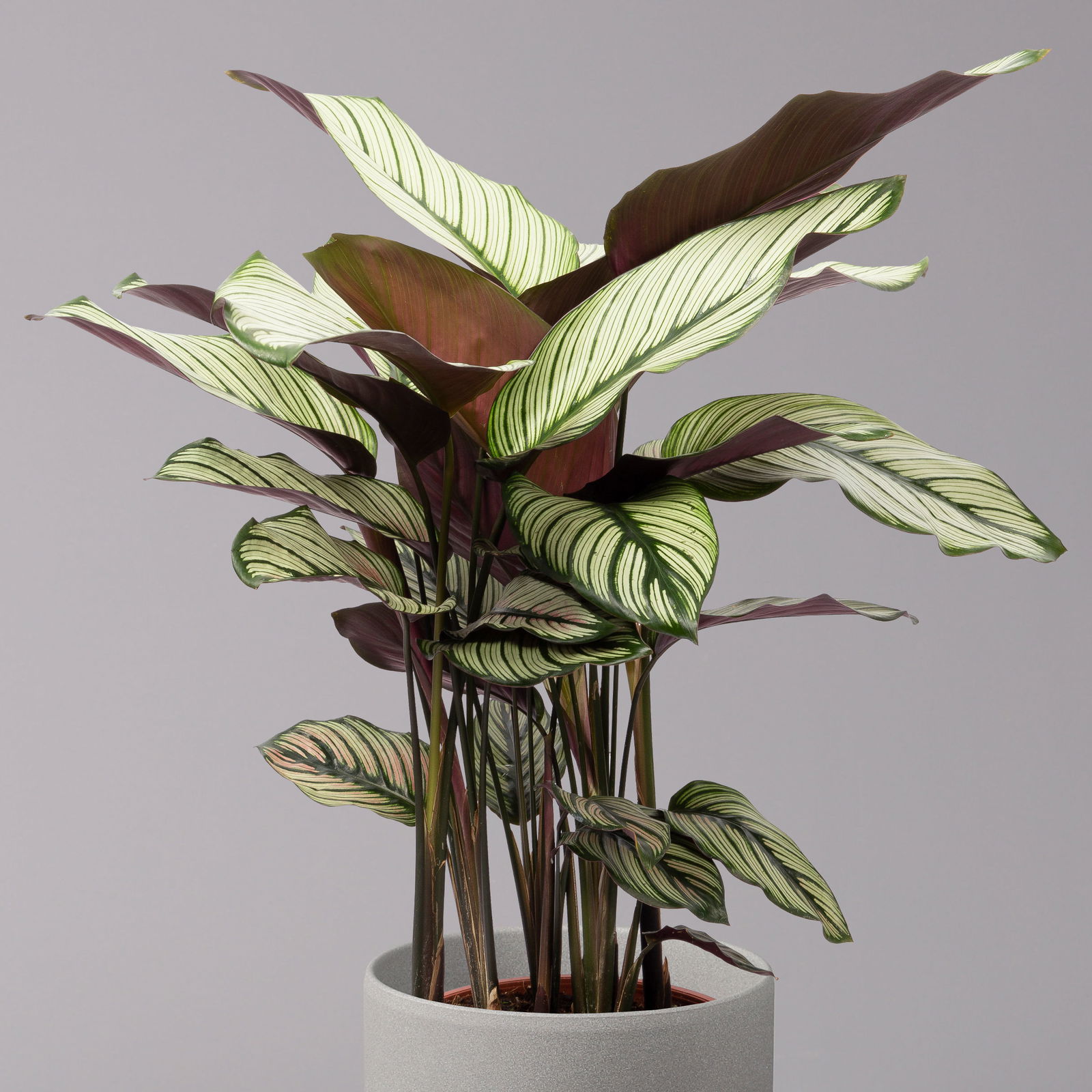 Calathea majestica 'Whitestar', Topf-Ø 19 cm, Höhe ca. 60-80 cm
