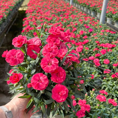 Nelke 'Oscar®', Farbe zufällig, Topf-Ø 14 cm, 4 Pflanzen