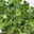 Duftgeranie 'Freshfruity® Melone', Topf-Ø 12 cm, 6 Pflanzen