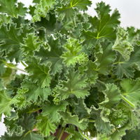Duftgeranie 'Freshfruity® Melone', Topf-Ø 12 cm, 6 Pflanzen
