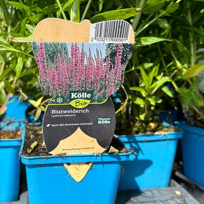 Bio Blut-Weiderich, violett, Topf 11x11 cm, 3 Pflanzen