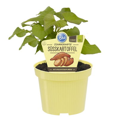 Blu Bio Süsskartoffel, Topf-Ø 12 cm, 6er Set