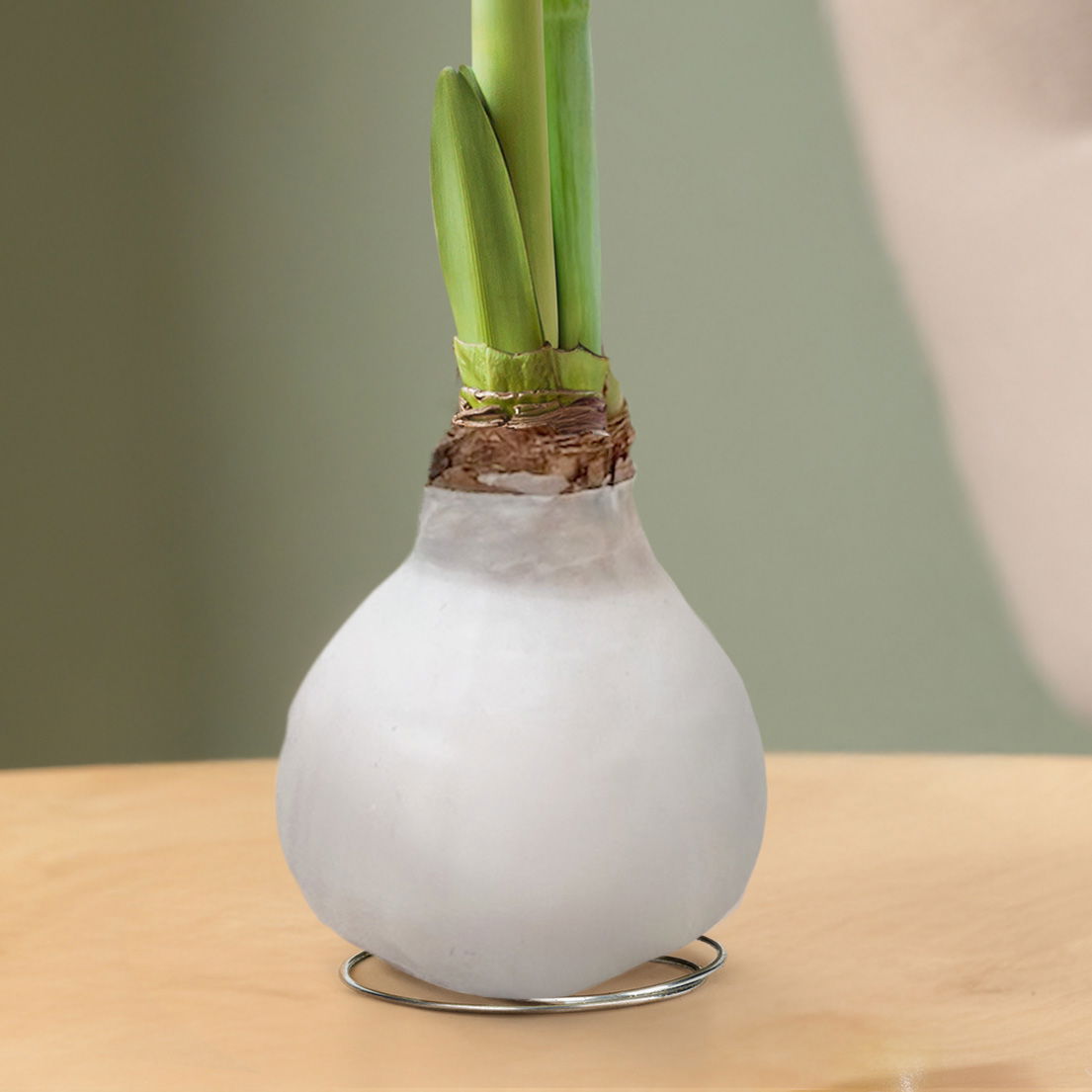 Amaryllis in Wachs, Dekor 'White Mix', zufällig, Blüte weiß, 2 Pflanzen