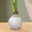 Amaryllis in Wachs, Dekor 'White Mix', zufällig, Blüte weiß, 2 Pflanzen
