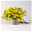 Zauberglöckchen 'Double Yellow' gelb gefüllt, Topf-Ø 13cm,6er-Set