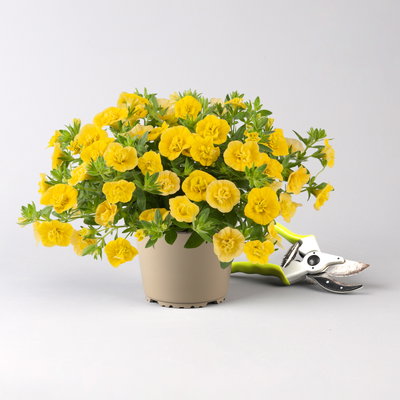 Zauberglöckchen 'Double Yellow' gelb gefüllt, Topf-Ø 13cm,6 Pflanzen