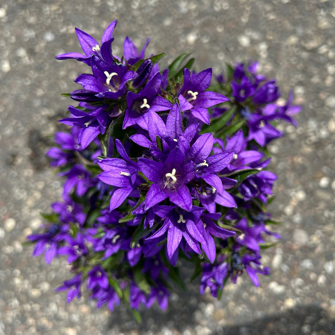 Bio Campanula glomerata 'Acaulis', violett, Topf 11x11 cm, 3 Pflanzen Bio Campanula glomerata 'Acaulis', violett, Topf 11x11 cm, 3 Pflanzen