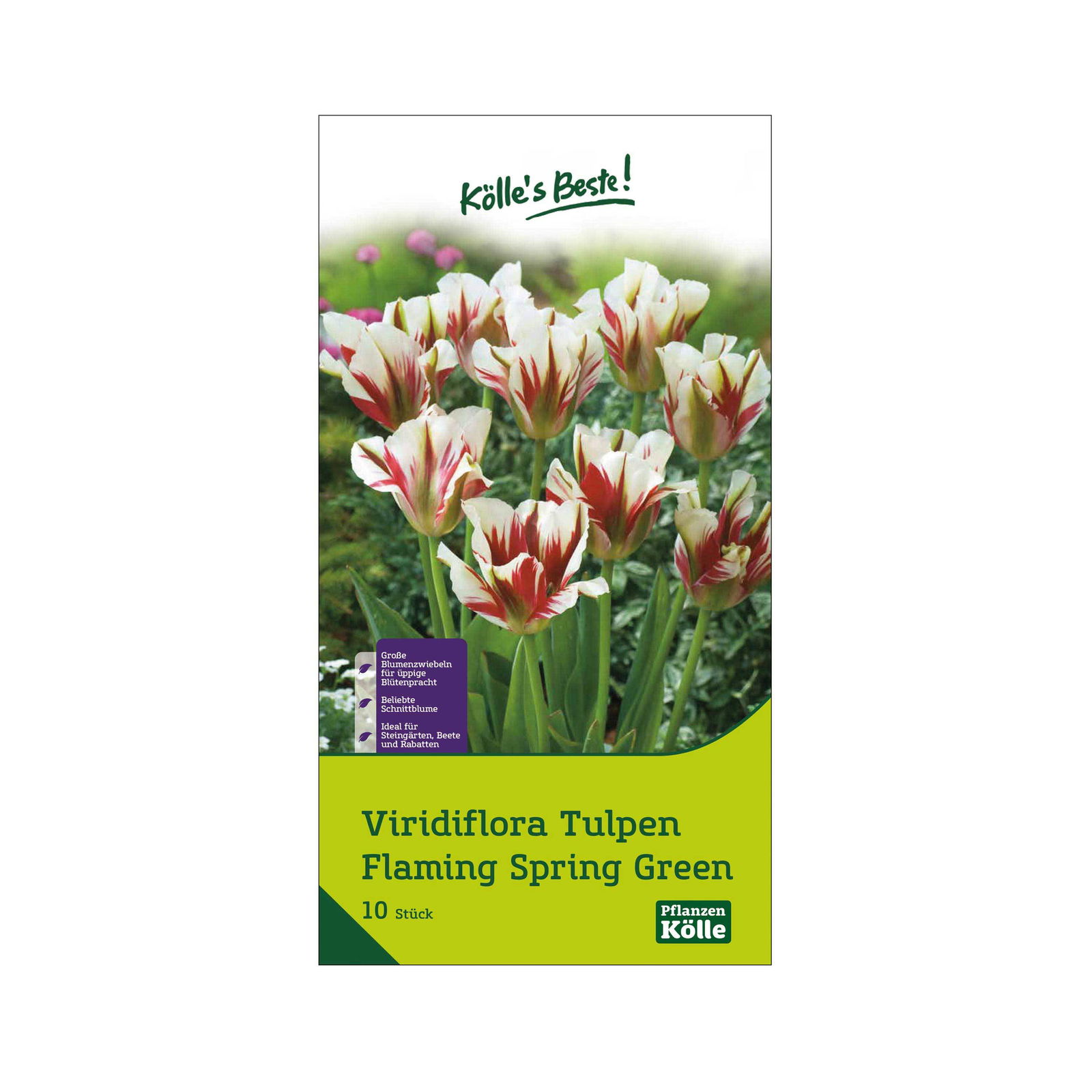 Viridiflora Tulpen 'Flaming Spring / Green', Rot-Weiß, 10 Blumenzwiebeln