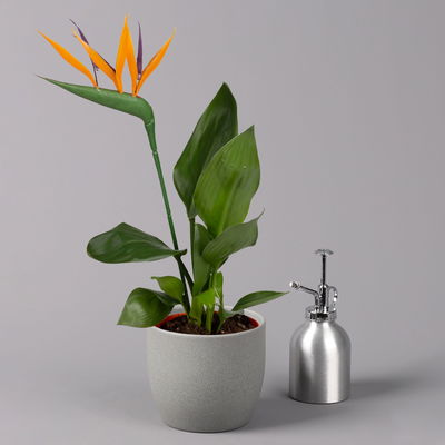 Strelitzia reginae, inkl. Kunstblüte, Topf-Ø 13 cm, Höhe ca. 40 cm, 2er-Set