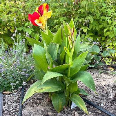 Canna 'Cleopatra', gelb-rot, Topf-Ø 17 cm, 2 Pflanzen Canna 'Cleopatra', gelb-rot, Topf-Ø 17 cm, 2 Pflanzen