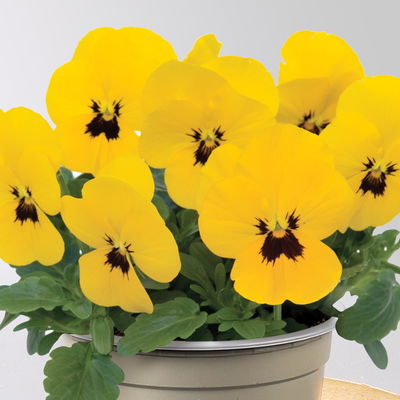 Grabbepflanzung Frühling bunt, 12 Pflanzen Grabbepflanzung Frühling bunt, 12 Pflanzen