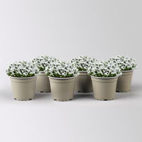 Hebe 'X-Mas Boys', winterweiß, Topf-Ø 12 cm, 6 Pflanzen Hebe 'X-Mas Boys', winterweiß, Topf-Ø 12 cm, 6 Pflanzen