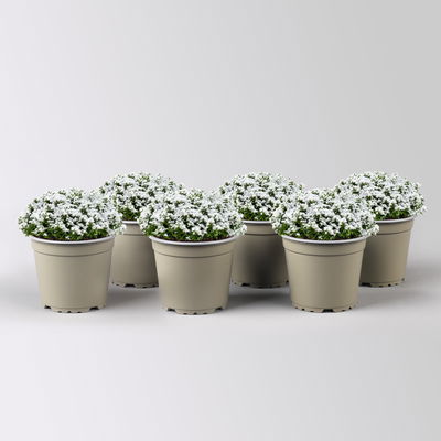 Hebe 'X-Mas Boys', winterweiß, Topf-Ø 12 cm, 6 Pflanzen Hebe 'X-Mas Boys', winterweiß, Topf-Ø 12 cm, 6 Pflanzen