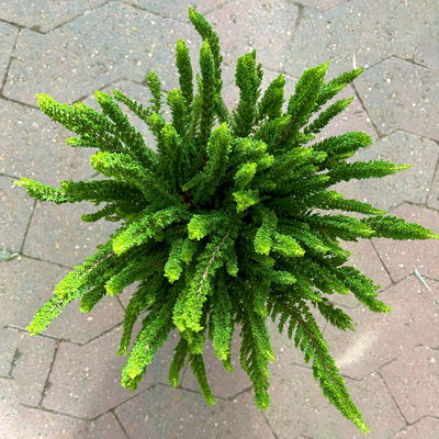 Besenheide SKYLINE® grün, Topf-Ø 13 cm, 3 Pflanzen