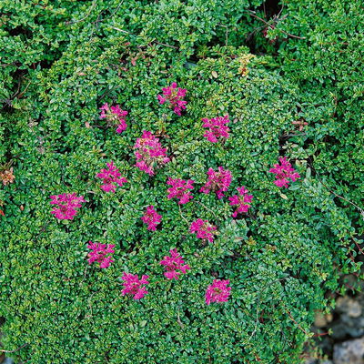 Trockenresistente Stauden Set, 18 Pflanzen für 3 m², bunt