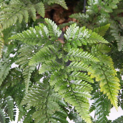 Tarantelfarn, Ampeltopf-Ø 18 cm, Höhe ca. 30 cm Tarantelfarn, Ampeltopf-Ø 18 cm, Höhe ca. 30 cm