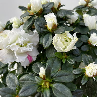 Azalee, Stamm, Farbe zufällig, Topf-Ø 13cm, Höhe ca. 45 cm, 2 Pflanzen Azalee, Stamm, Farbe zufällig, Topf-Ø 13cm, Höhe ca. 45 cm, 2 Pflanzen