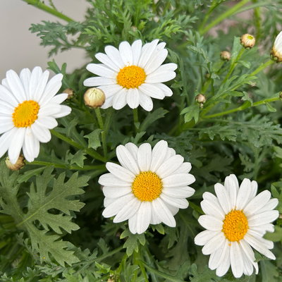 Margerite 'Bofinger', weiß, Stamm, Topf-Ø 24 cm
