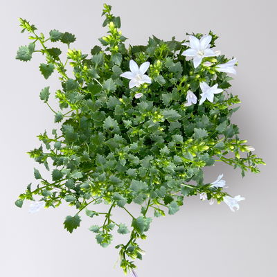 Glockenblume, 2-3 Farben zufällig, Topf-Ø 10,5 cm, 3 Pflanzen