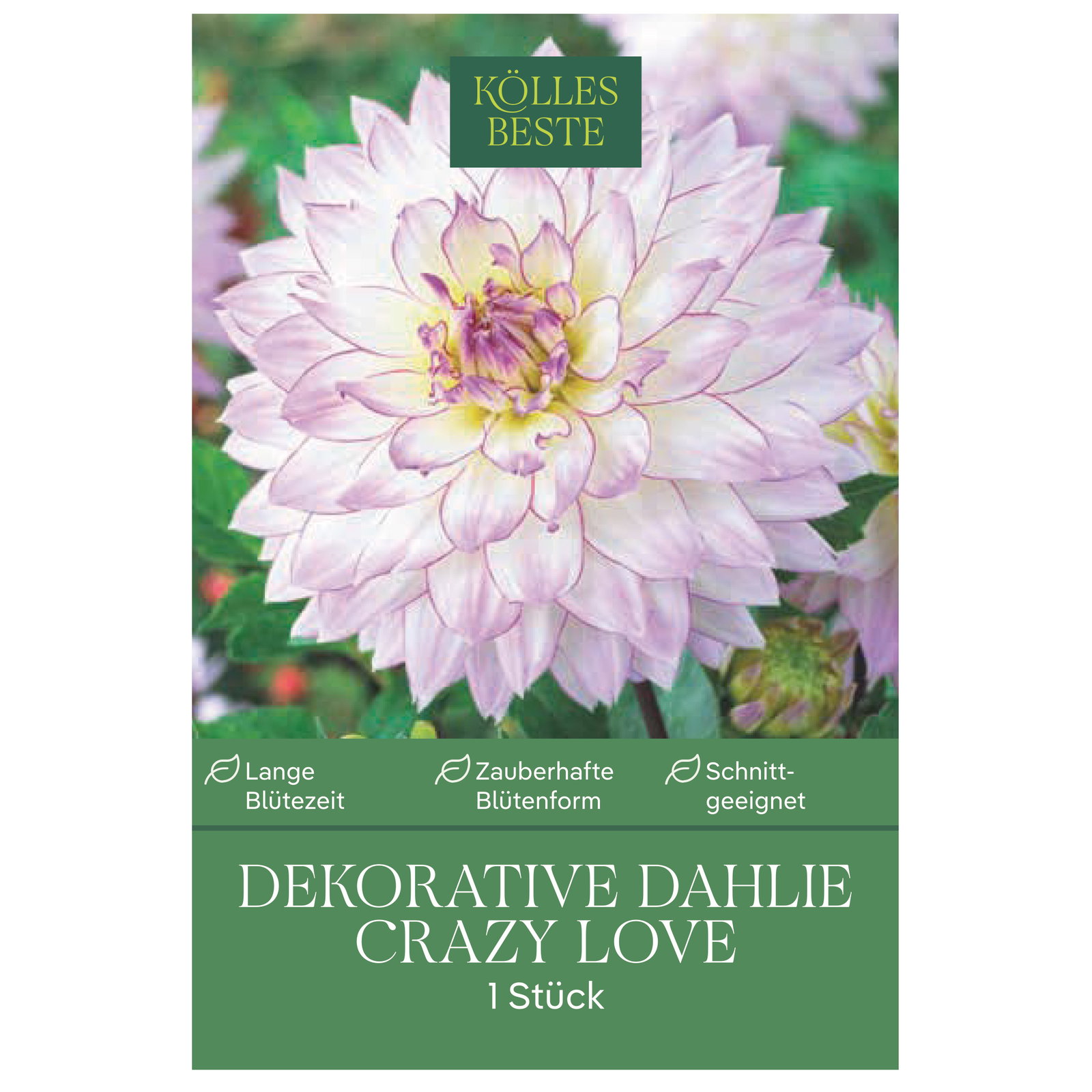Kölles Beste Dahlie 'Crazy Love', weiß/rosa, 1 Blumenknolle