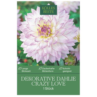 Kölles Beste Dahlie 'Crazy Love', weiß/rosa, 1 Blumenknolle