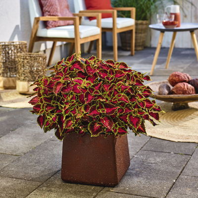 Buntnessel 'Hollywood Boulevard', dunkelrot-pink-grün, Topf-Ø 12 cm, 6 Pflanzen