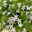 Polster-Glockenblume 'Adansa® White' weiß, Ampeltopf-Ø 19 cm